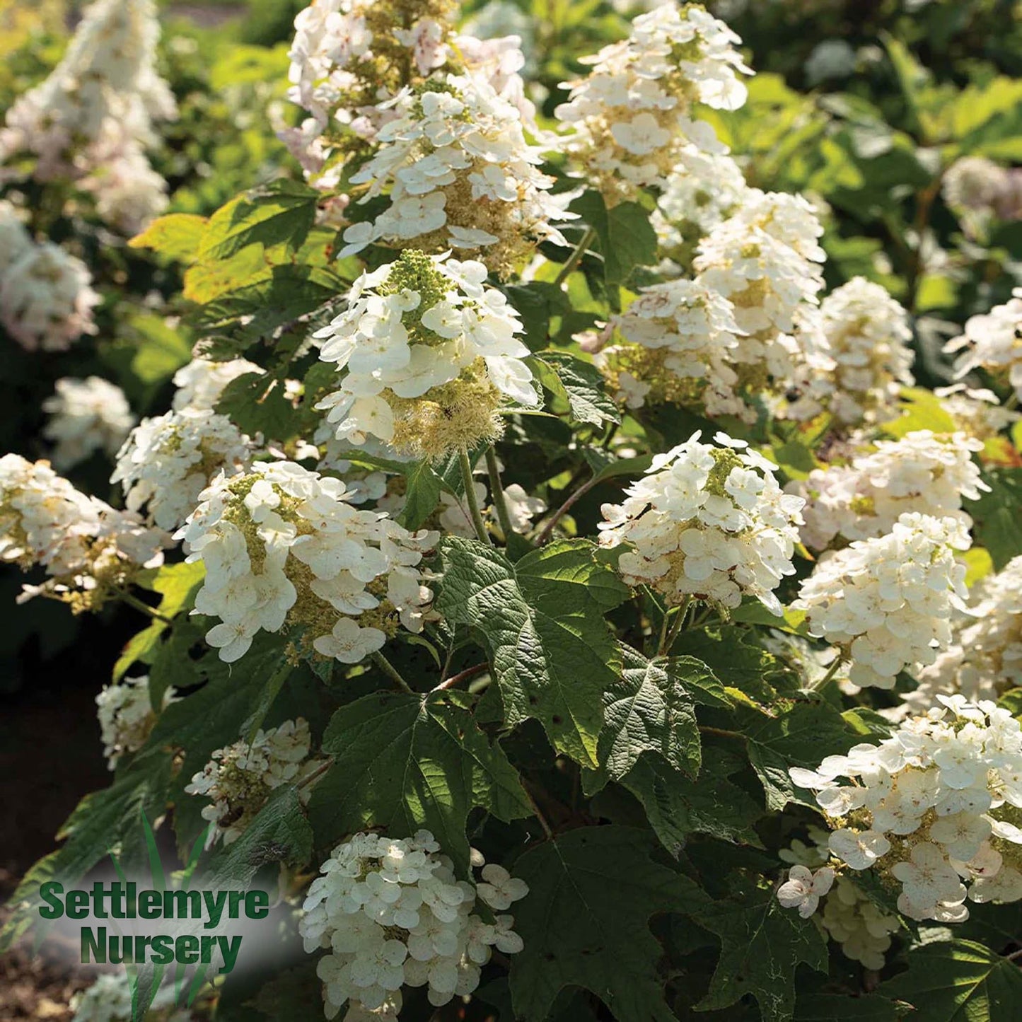 Autumn Reprise Oakleaf Hydrangea