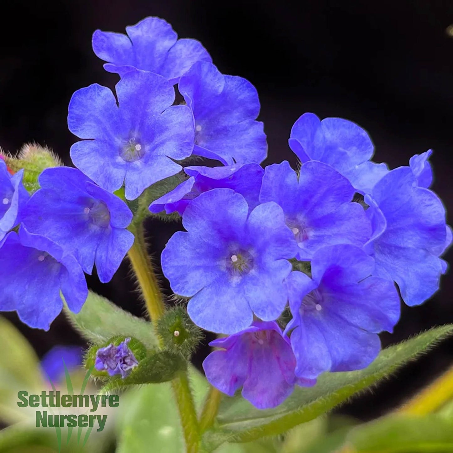 Pulmonaria Nova Cobalt 1G