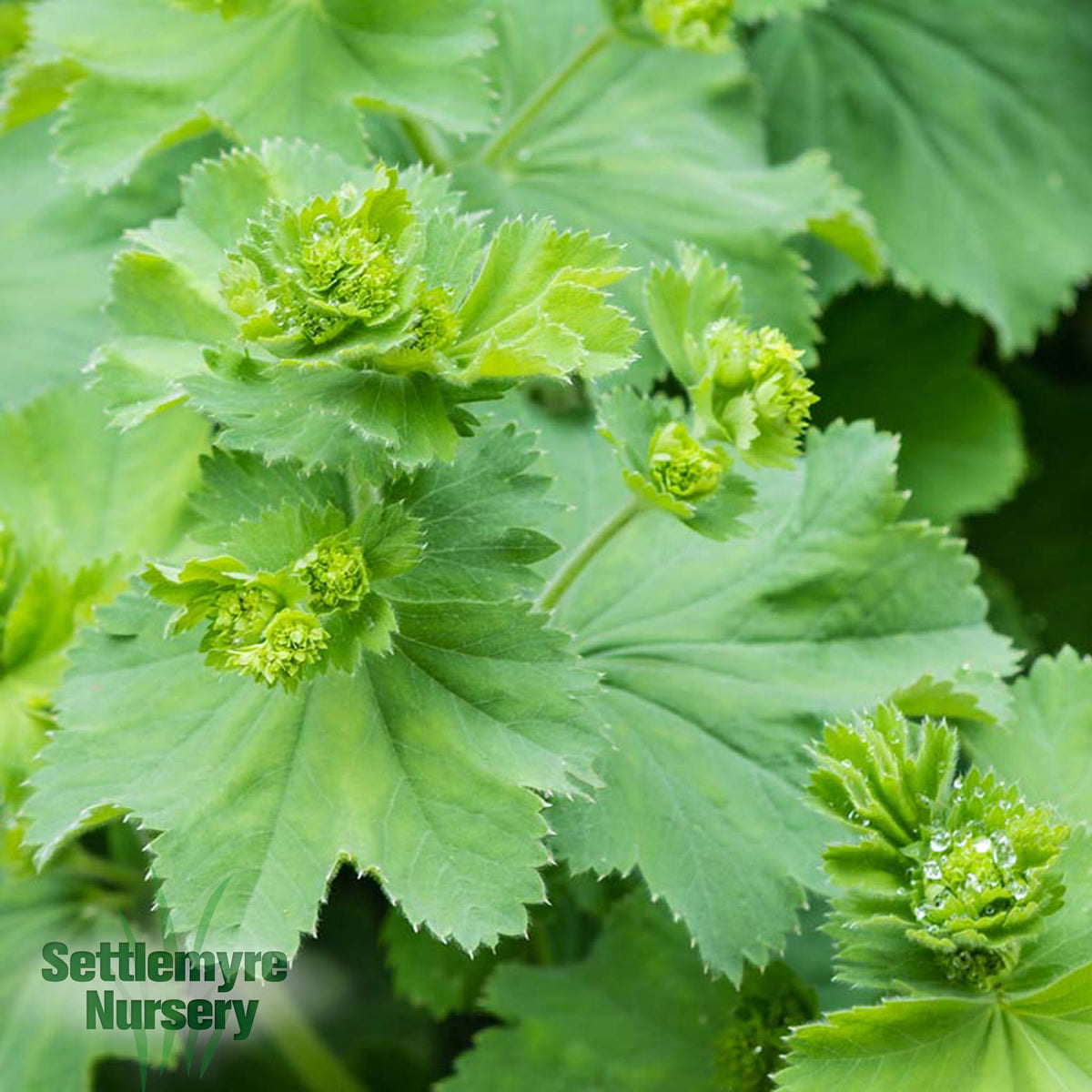 Lady's Mantle "Alchemilla Auslese" 1 Gallon