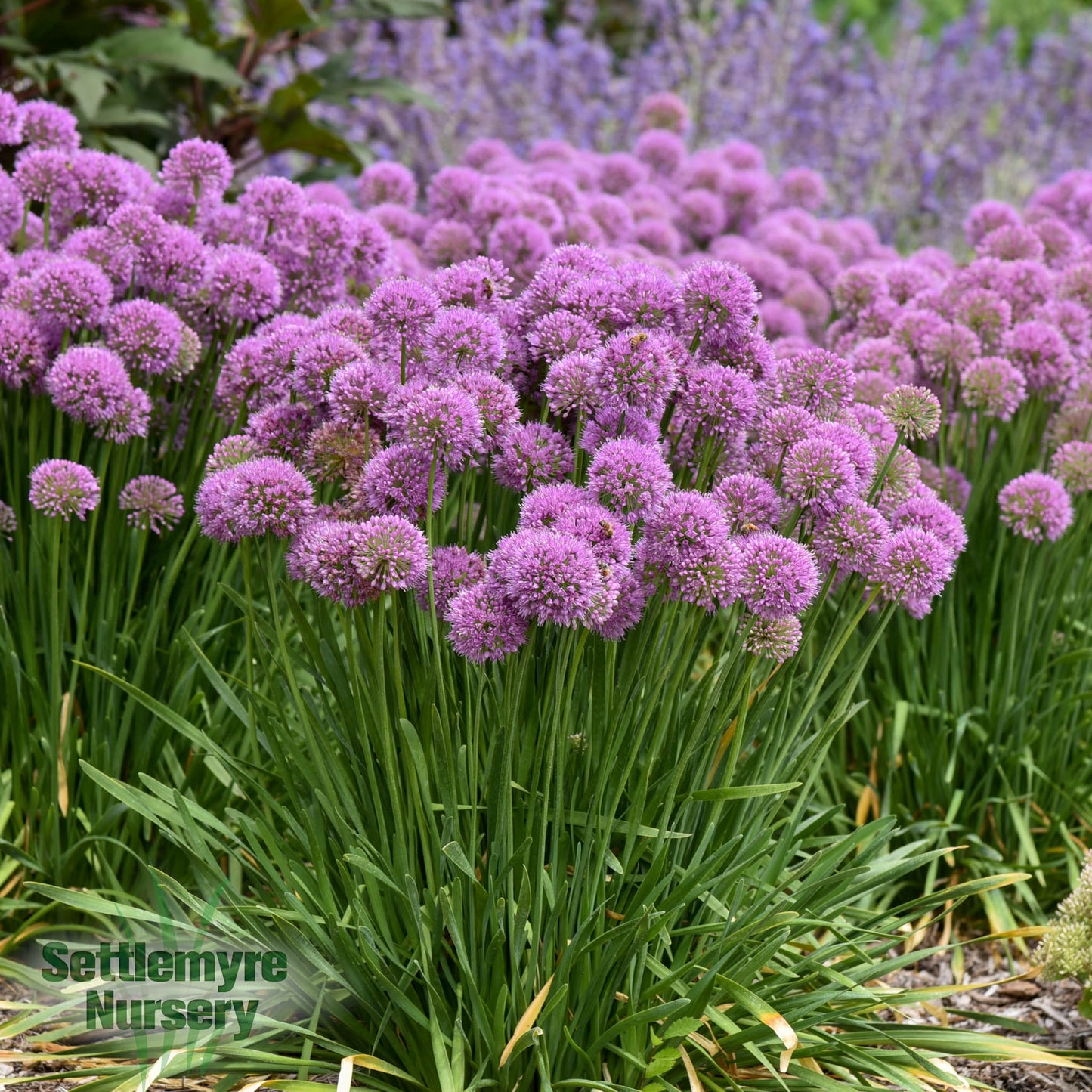 Perennial Allium PW 1G