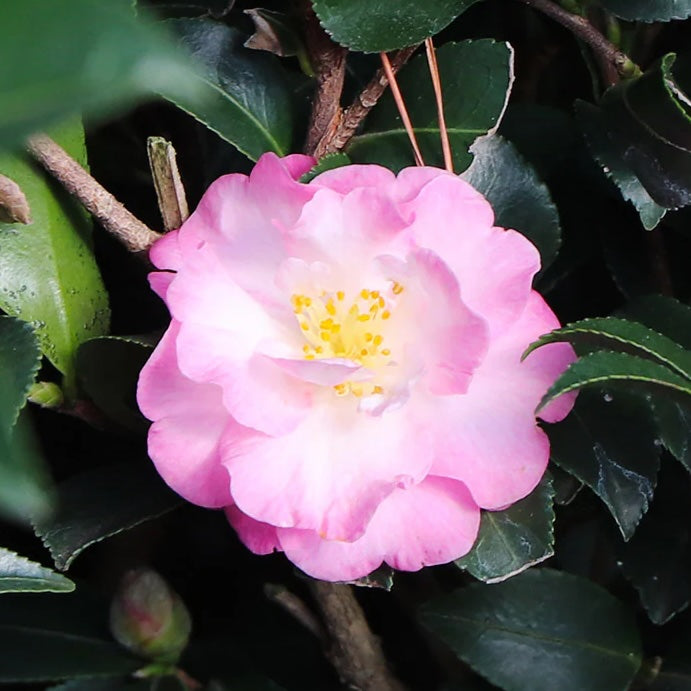 Camellia Orchid October Magic 2g