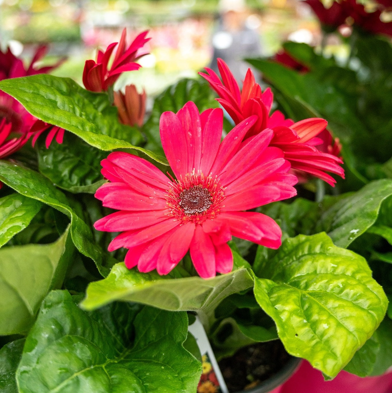 Gerbera Daisy 1 Gallon