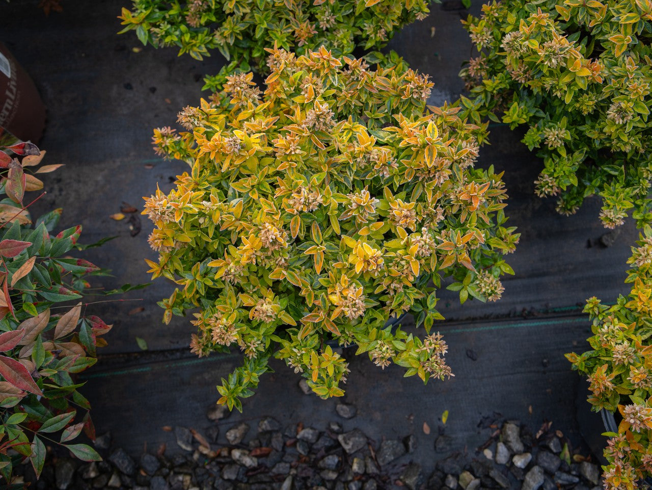 Abelia Kaleidoscope