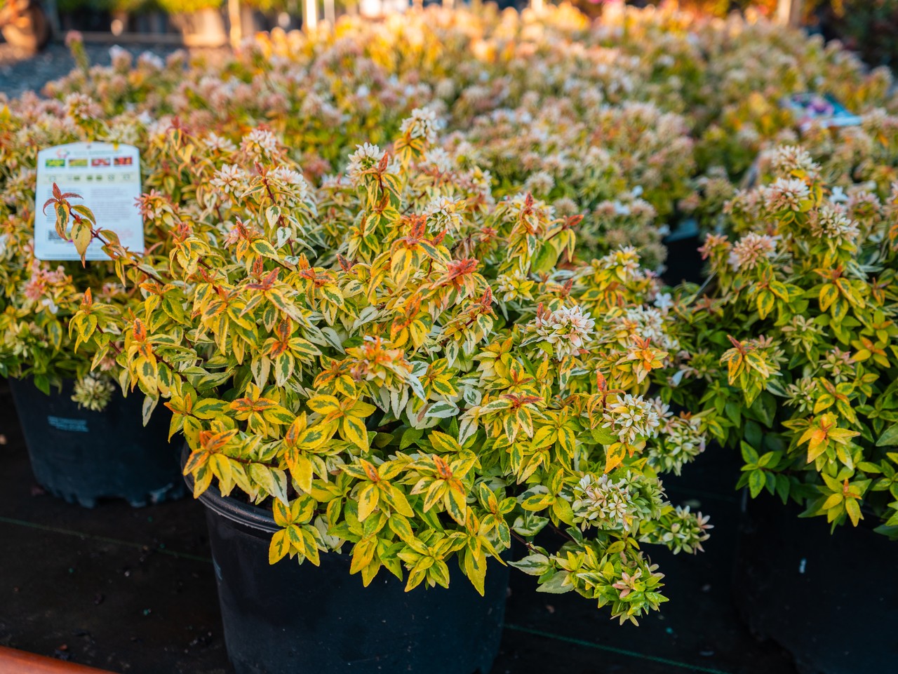 Abelia Kaleidoscope
