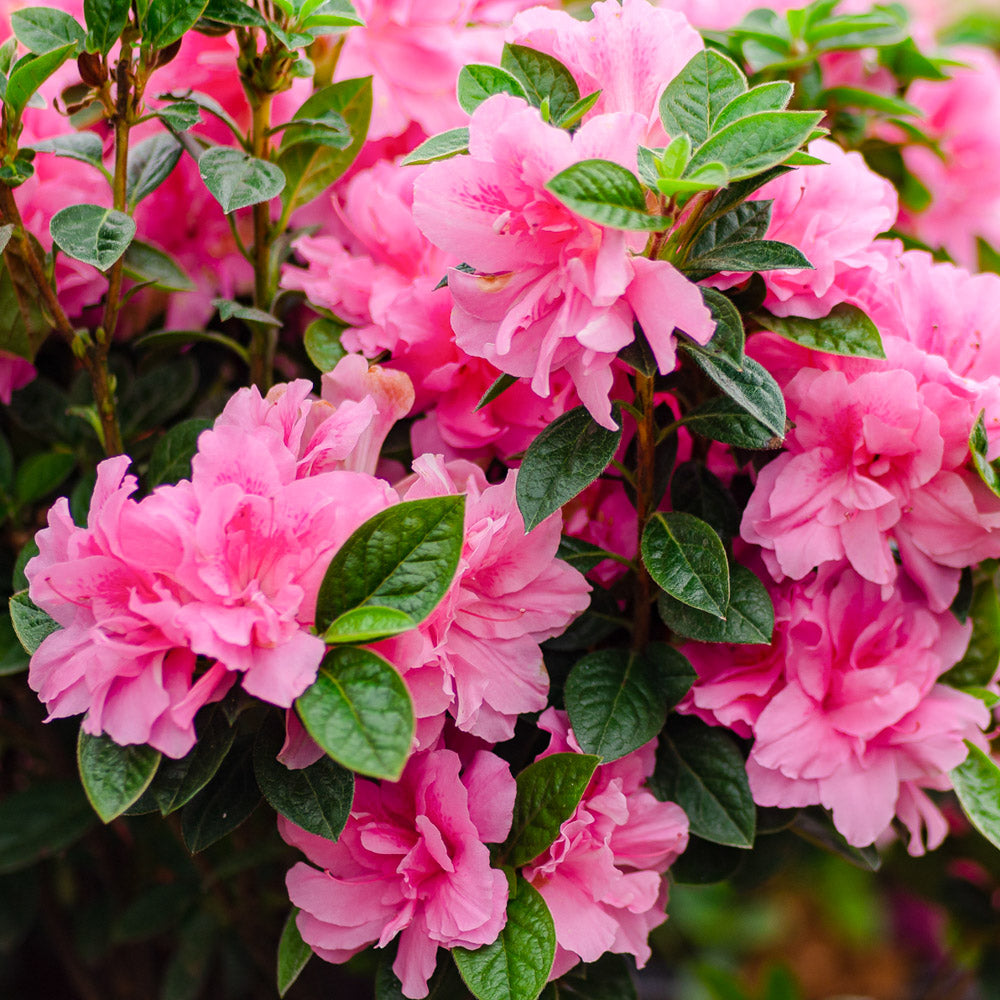 Beautiful group of autumn carnation blooms on Encore Azalea rebloomer