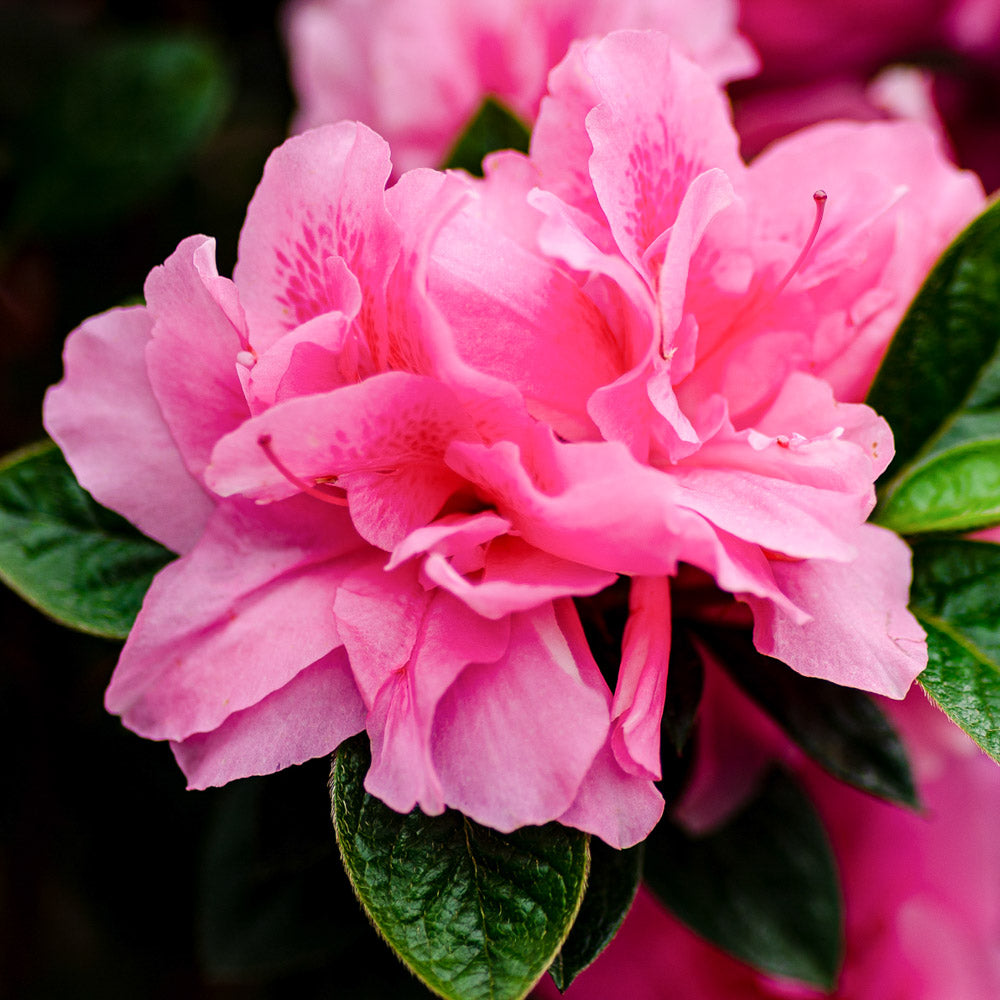 Autumn carnation blooms on Encore Azalea in the landscape