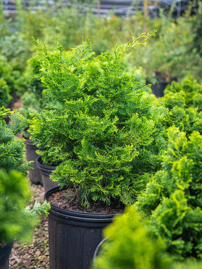 Evergreen favorite, Nana Gracilis Dwarf Hinoki Cypress in pot at Settlemyre Nursery
