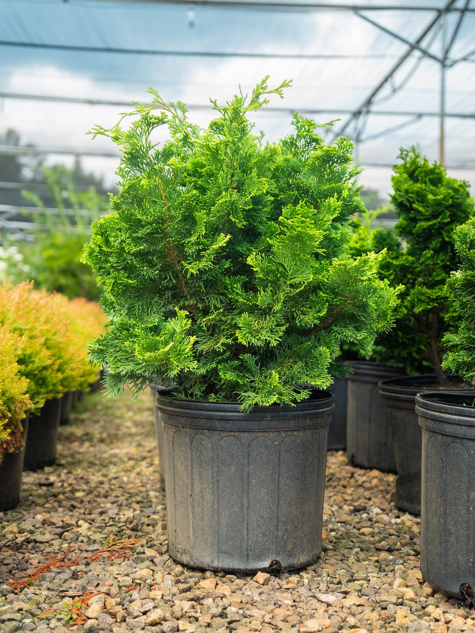 Evergreen favorite, Nana Gracilis Dwarf Hinoki Cypress in pot at Settlemyre Nursery