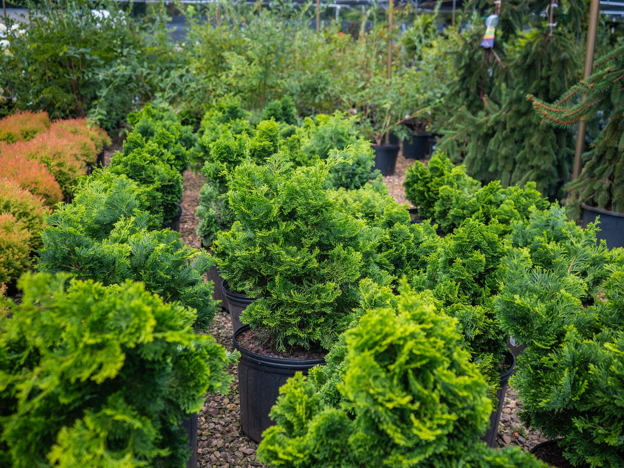 Nana Gracilis' Dwarf Hinoki Cypress