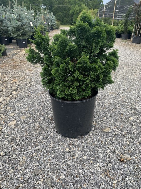 Nana Gracilis' Dwarf Hinoki Cypress