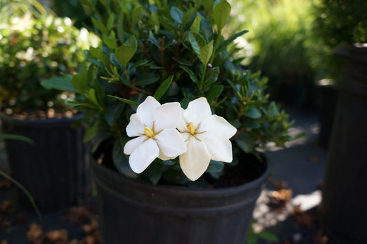 Gardenia Kleims Hardy 1 Gallon