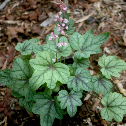 Heucherella