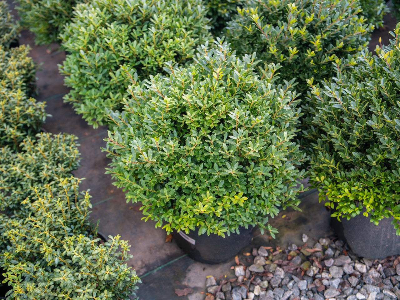 Hoogendorn Japanese Holly