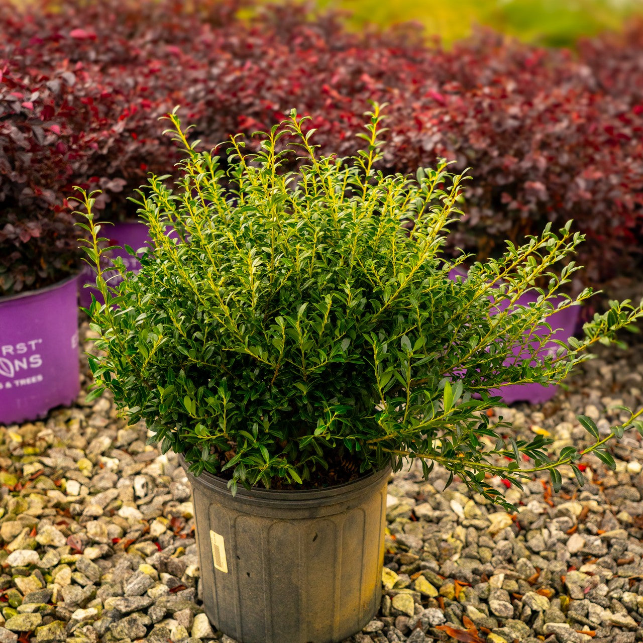 Group of 3 gallon soft touch holly shrubs