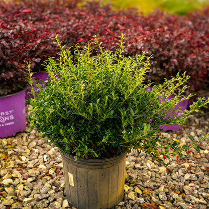 Group of 3 gallon soft touch holly shrubs