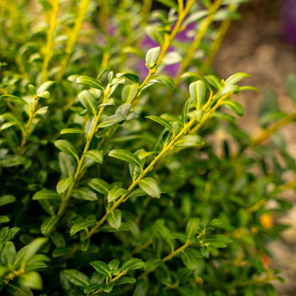 Evergreen foliage on the soft touch holly shrub
