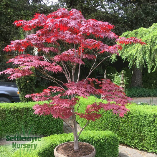 Japanese Maple Pixie 10 Gallon