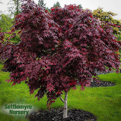 Japanese Maple Purple Ghost 10 Gallon