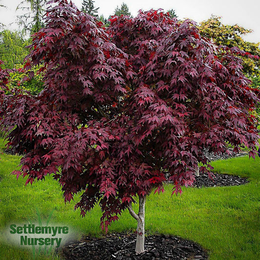 Japanese Maple Purple Ghost 10 Gallon
