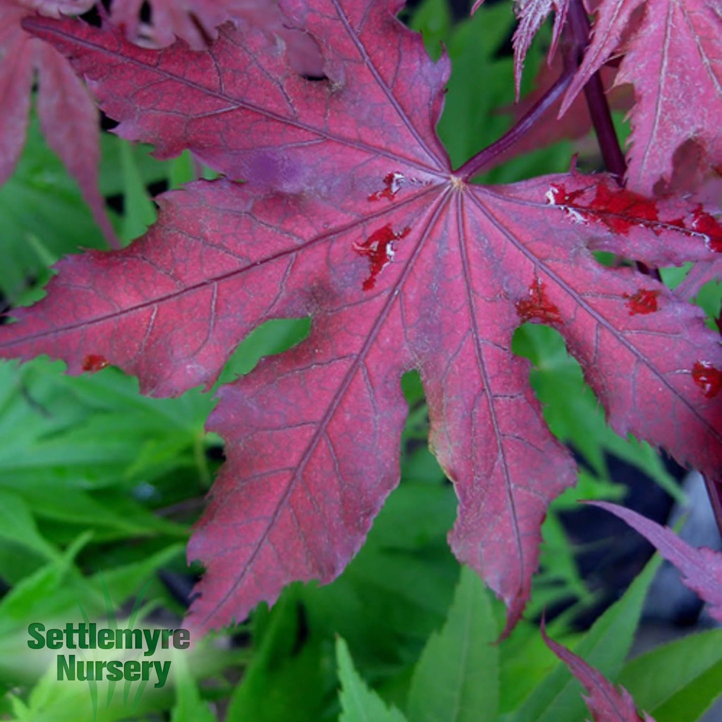 Japanese Maple Purple Ghost 10 Gallon