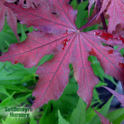 Japanese Maple Purple Ghost 10 Gallon