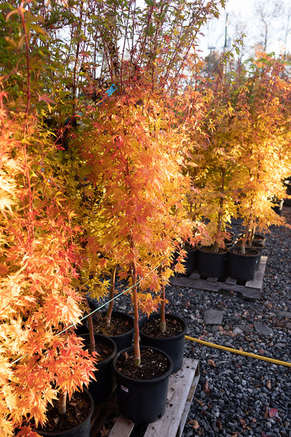 Coral Bark Japanese Maple foliage