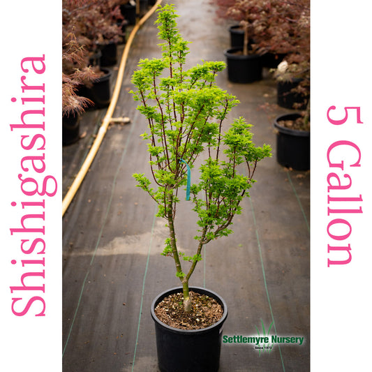 Shishigashira Japanese Maple in pot