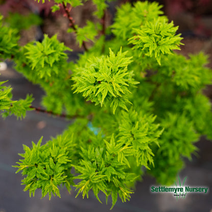 Shishigashira Japanese Maple