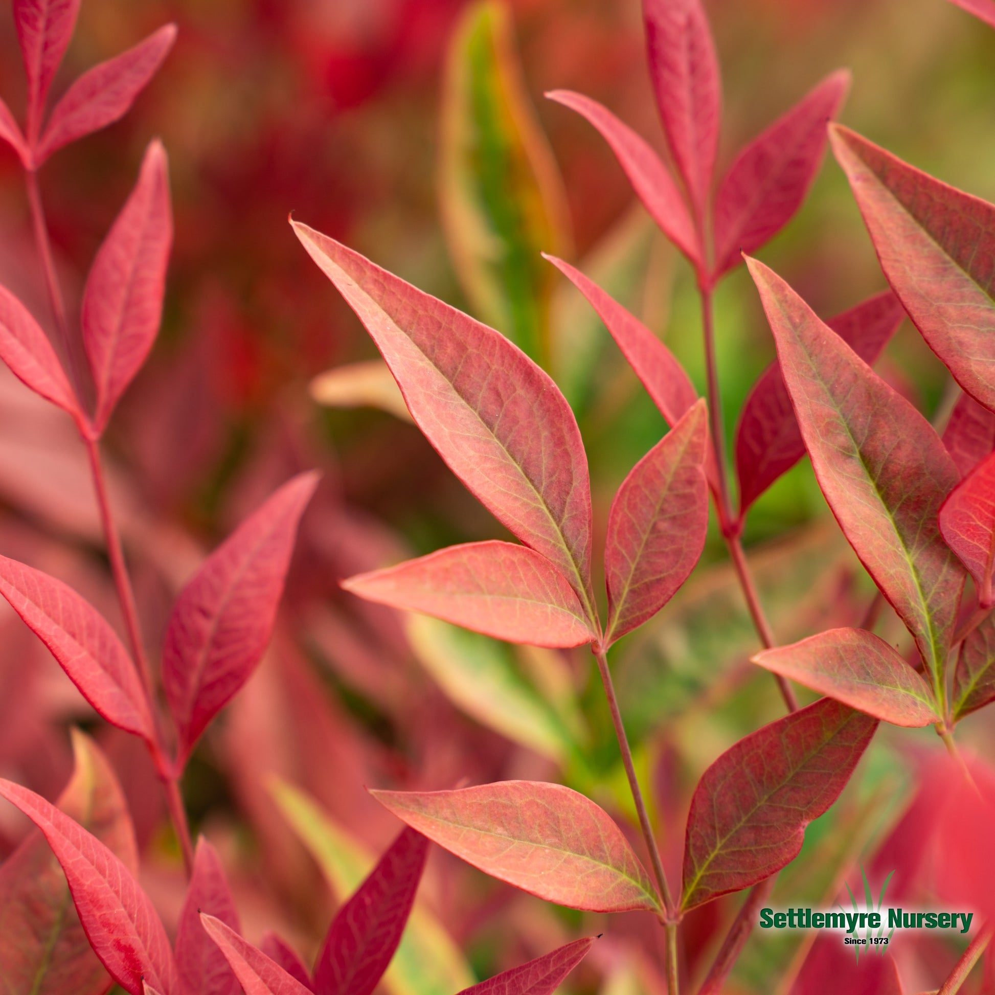 A group of three 'Obsession' nandinas from Souther Living Plant Collection at Settlemyre Nursery in Valdese, NC