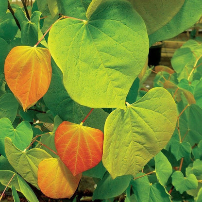 Rising Sun™ Eastern Redbud Tree 15 Gallon