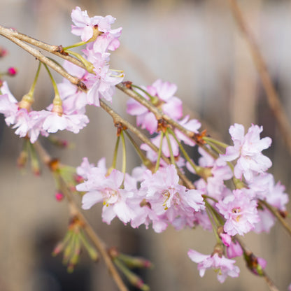 Weeping Cherry PINK 15 Gallon