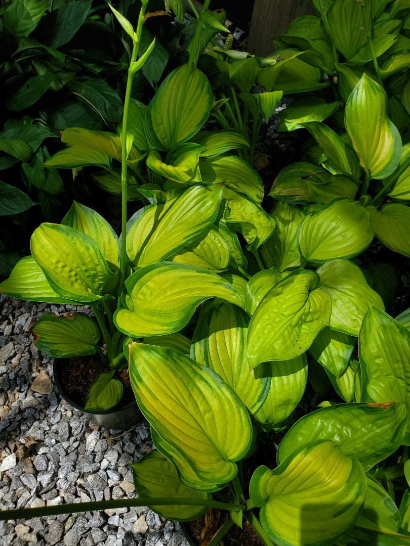 Hosta Stained Glass 1 Gallon