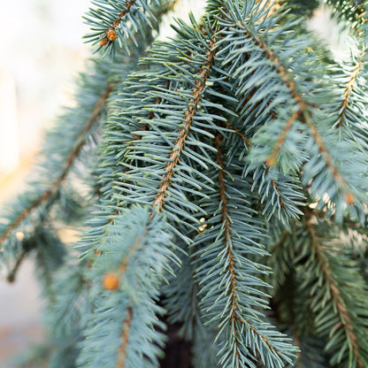 The Blues Weeping Blue Spruce