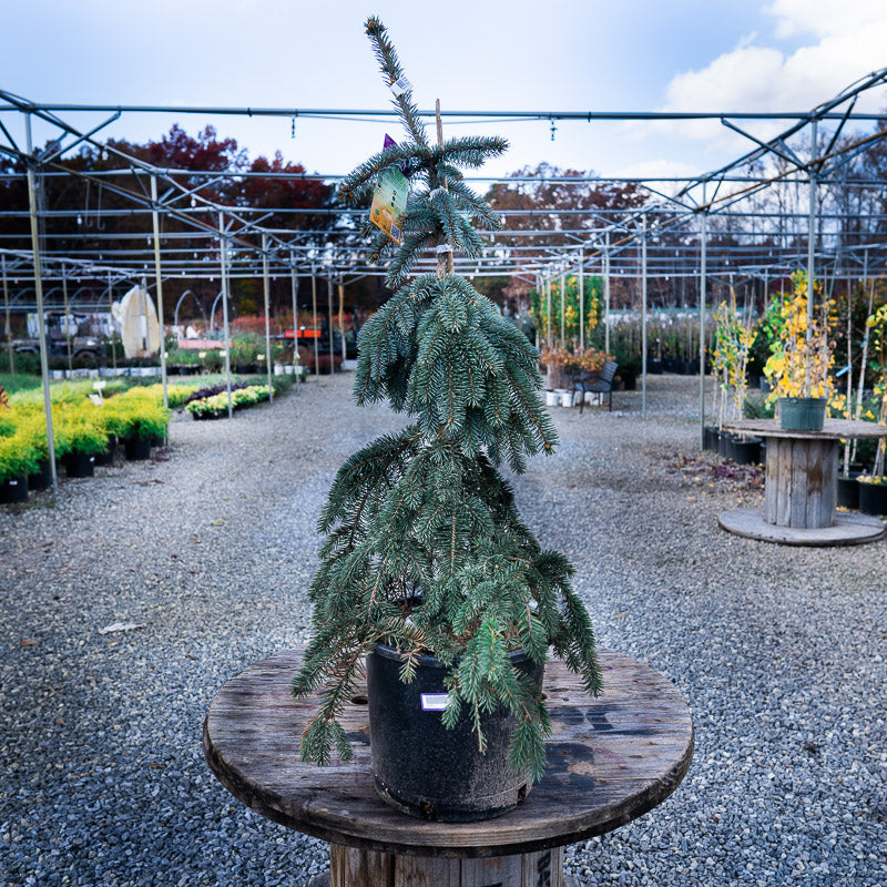 The Blues' Weeping Spruce in pot at Settlemyre Nursery.