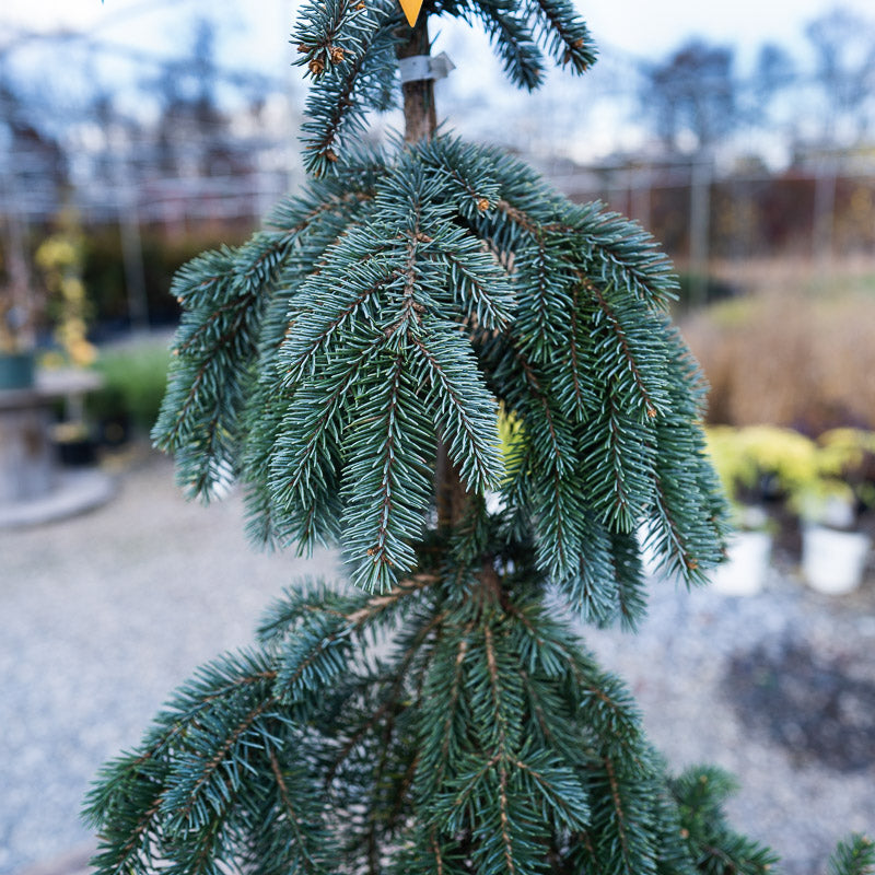 Silvery-blue foliage on colorodo weeping spruce 'The blues'