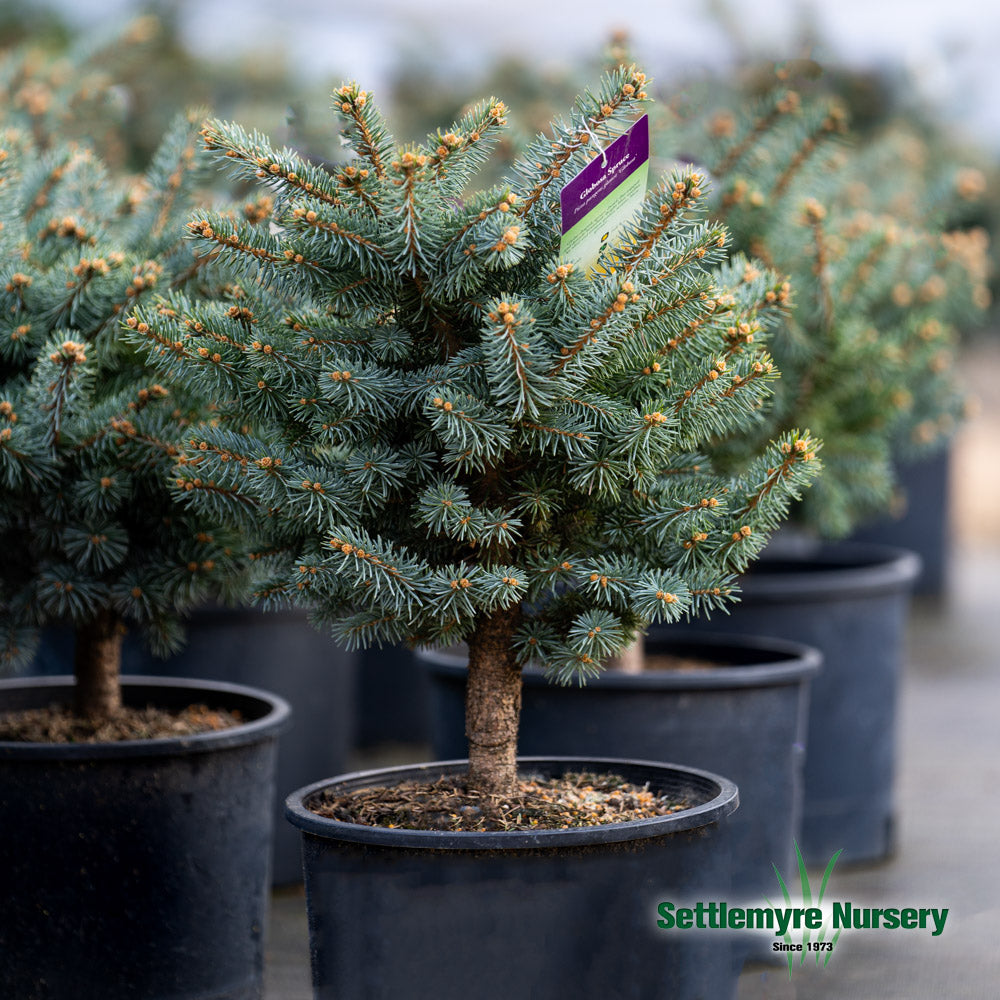 Large globosa blue spruce in 10 gallon pot at Settlemyre Nursery