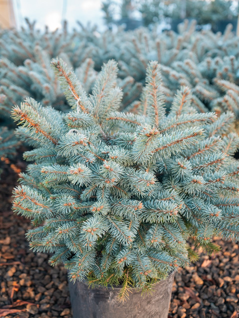 Size comparison between 3 gallon and 10 gallon size blue spruce globosa