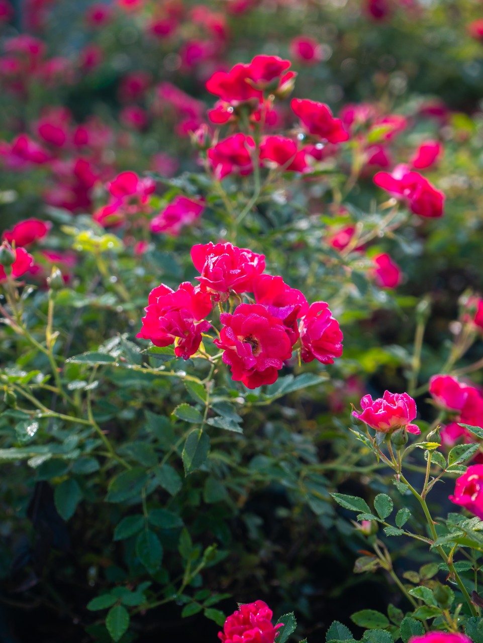 Red Drift Rose