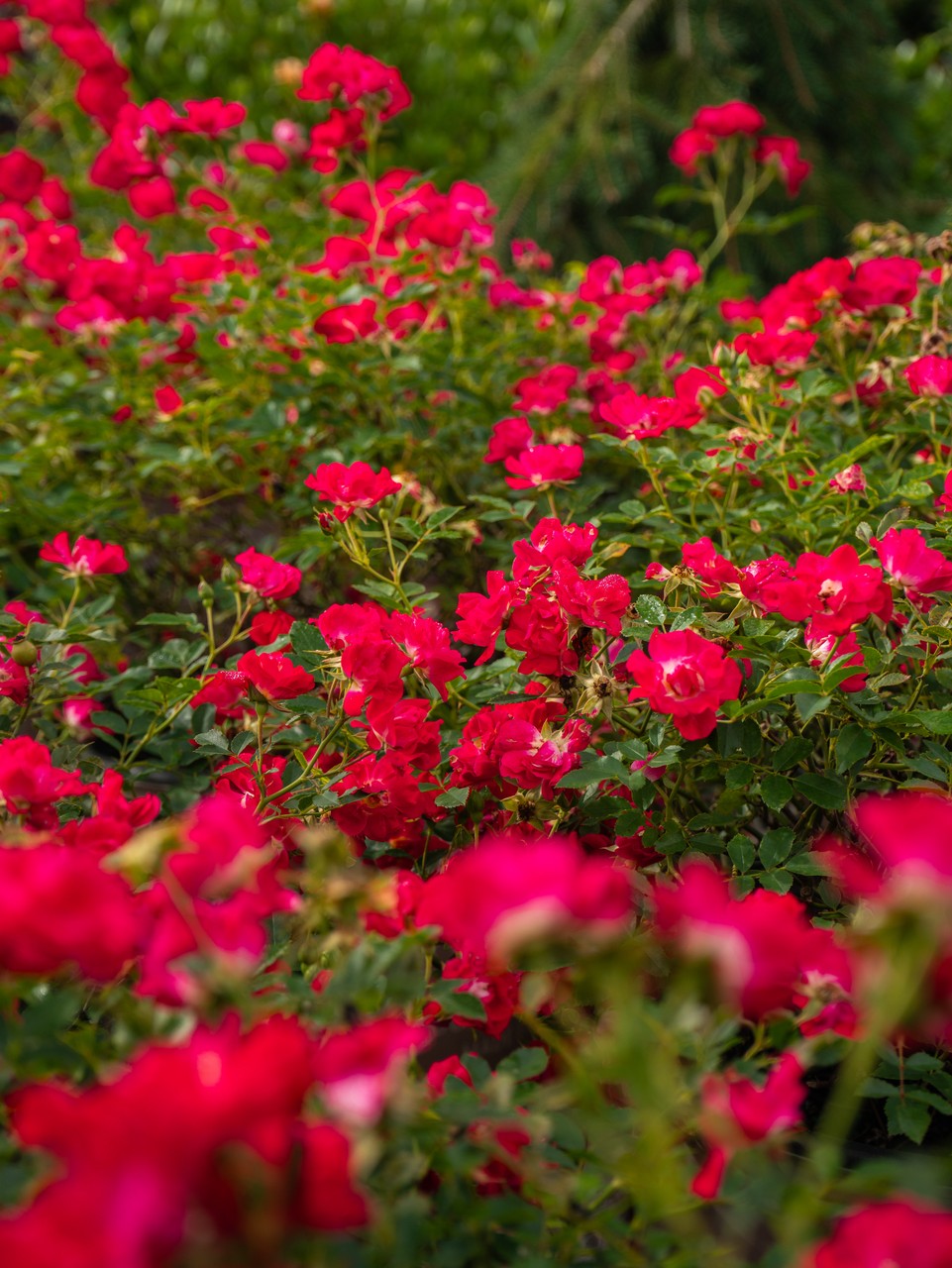 Red Drift Rose