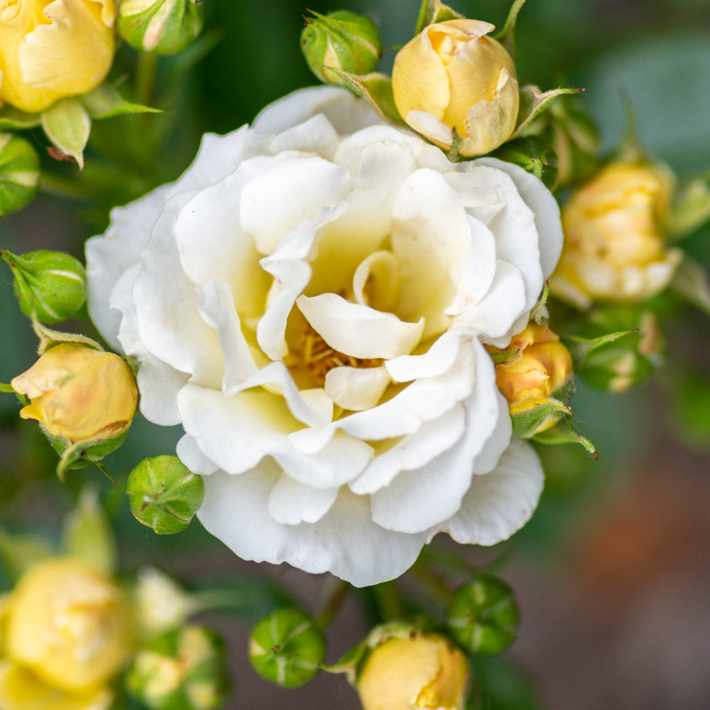 A Popcorn Drift Rose Bush in full bloom in the landscape