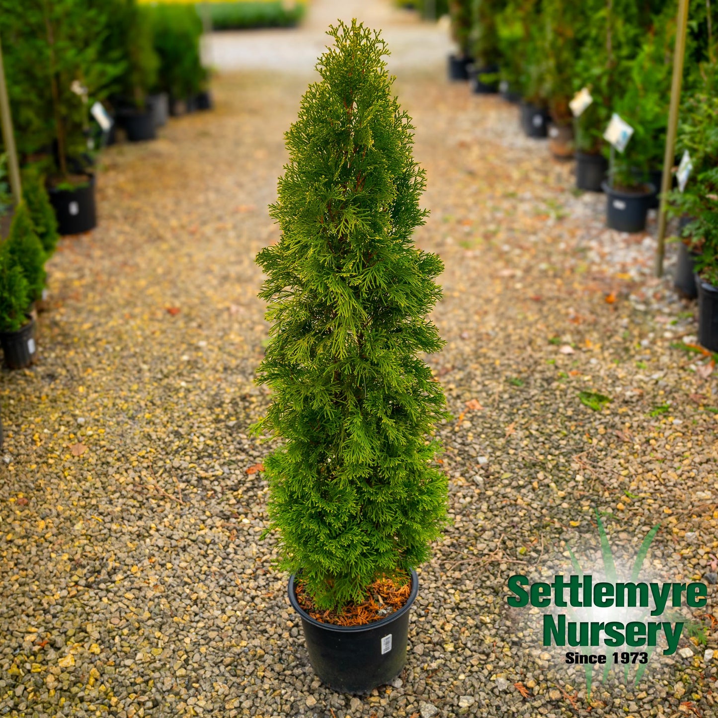 Emerald Green Arborvitae