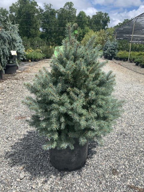 Picea Sester Dwarf 5 Gallon