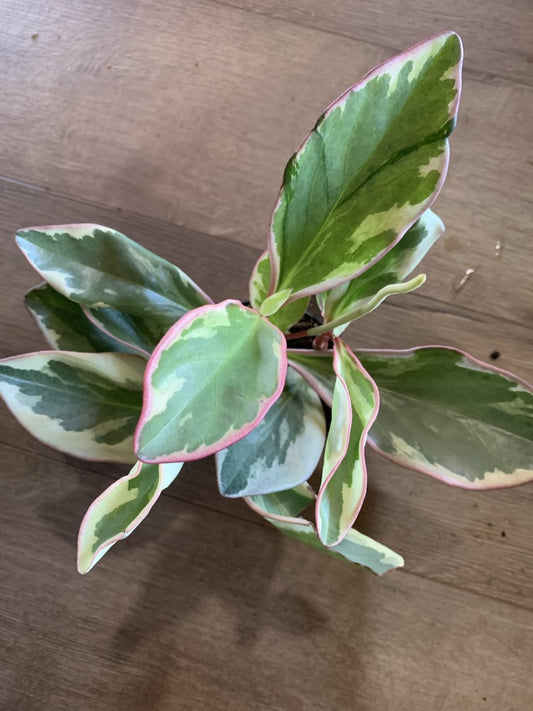 Peperomia Rainbow