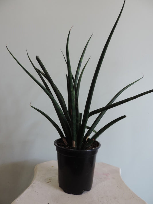 Snake Plant Fernwood 4