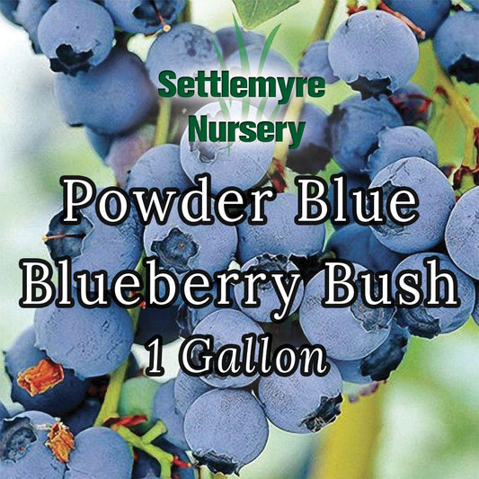 Blueberry Powderblue