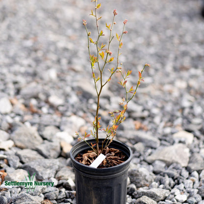 Blueberry Brightwell 1 Gallon