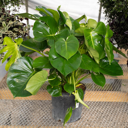 Monstera Deliciosa