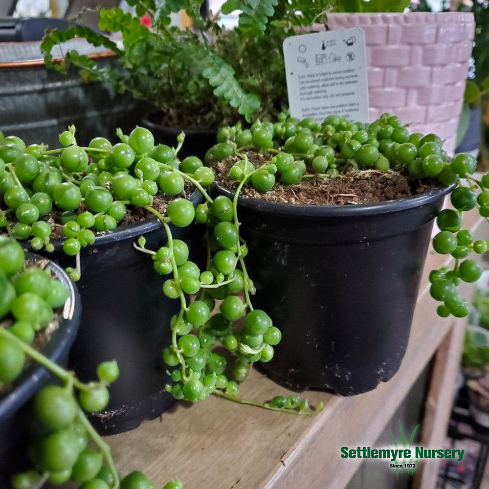 Succulent String of Pearls