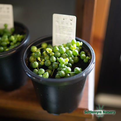 Succulent String of Pearls