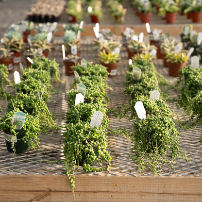 Succulent String of Pearls